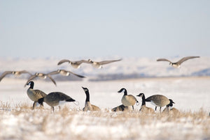 full body canada goose decoys fully flocked