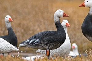 tall neck full body adult blue goose decoys