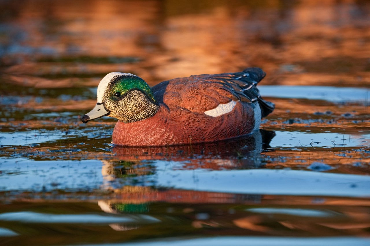 SX Wigeon Duck Decoys